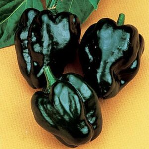 willvine f1 hybrid poblano hot pepper 120 seeds for planting