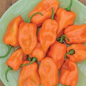 willvine hot habanero pepper 120 seeds for planting
