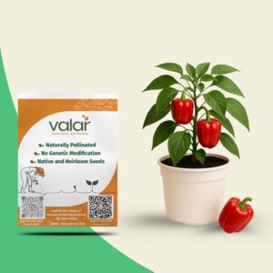 valar red bell pepper seed.