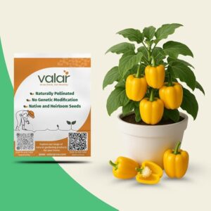 valar yellow bell pepper seeds.