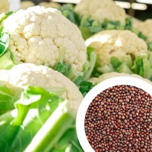 cauliflower (phool gobhi) (100 seeds)
