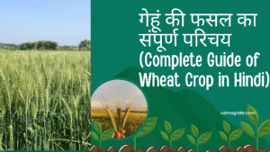 गेहूं की फसल का संपूर्ण परिचय (Complete Guide of Wheat Crop in Hindi)