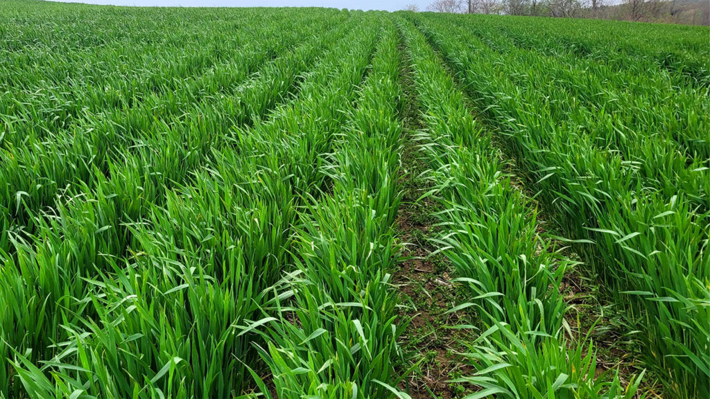 image search 1766419632027[1]